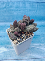 Adromischus Marianae Red Coral (Адромискус)