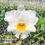 Орхидея ринхолелиокаттлея RLC. SHINAPHAT DIAMOND 'WHITE SWAN'