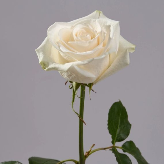 Vendella, плантация Tessa