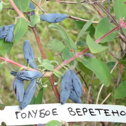 Жимолость Голубое веретено