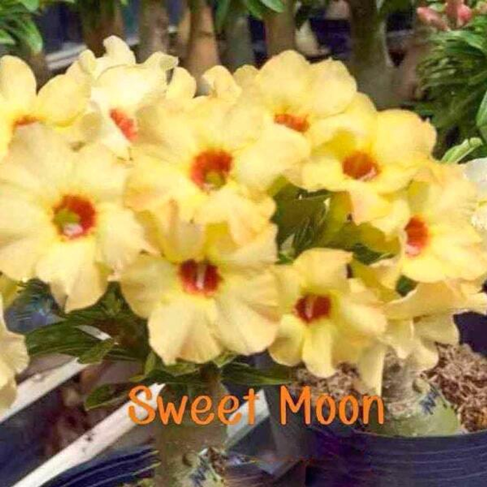 Адениум обесум SWEET MOON