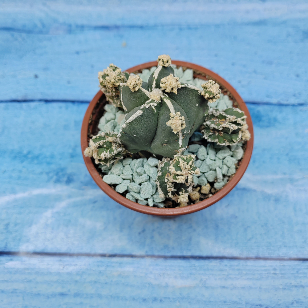 Astrophytum Myriostigma "Hakujo Fukuryu"  (Астрофитум)
