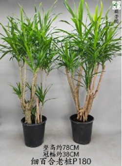 Драцена Reflexa д.18