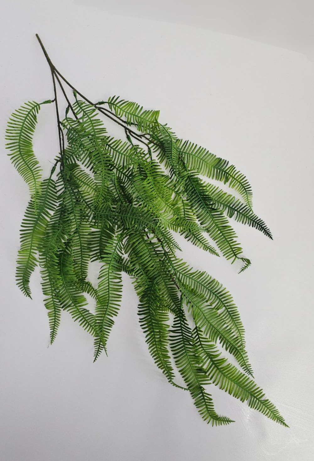 Папоротник ампельный / Арт 4258