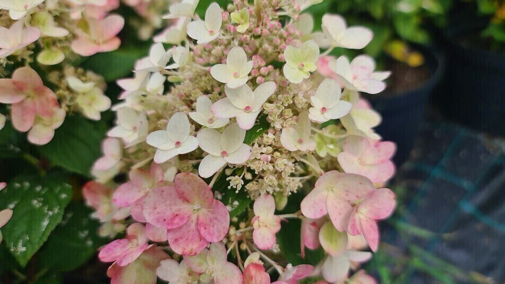 Би Хеппи «Bee Happy» С3