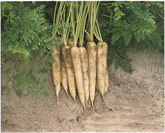 ВАЙТ САТИН F1 семена моркови цветной Bejo описание – фото 3
