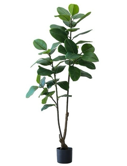 Фикус эластика зеленый 170 см.