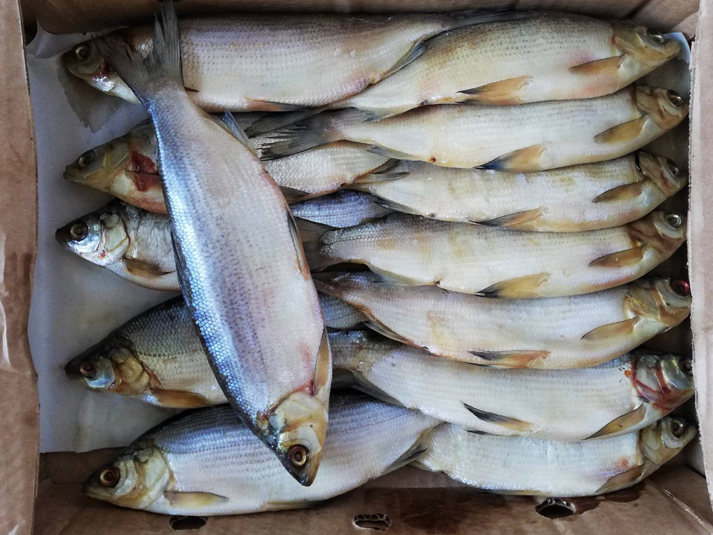 Пелядь вяленая