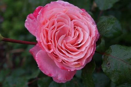 Анна-Софи Пик (Anne-Sophie Pic)