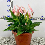 Антуриум Андрэ LILLI