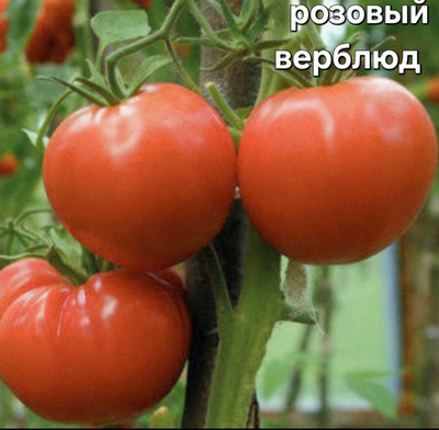 РАССАДА ТОМАТОВ РОЗОВЫЙ ВЕРБЛЮД