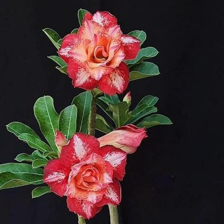 Адениум GREESA