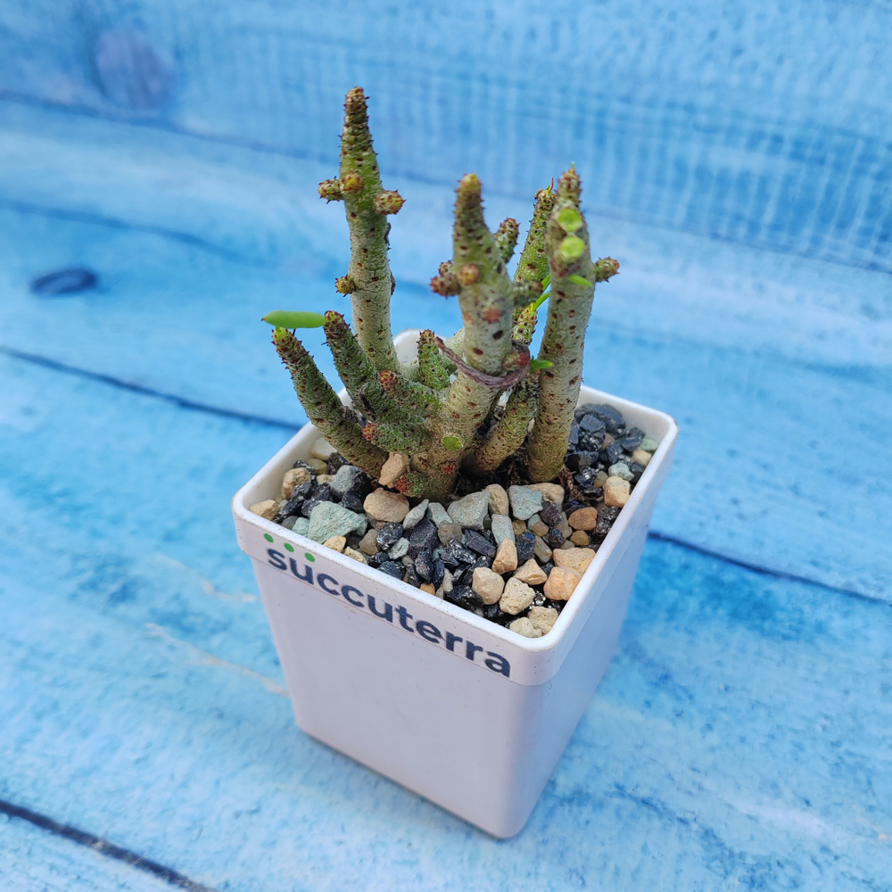 Tylecodon Buchholzianus (Тилекодон)