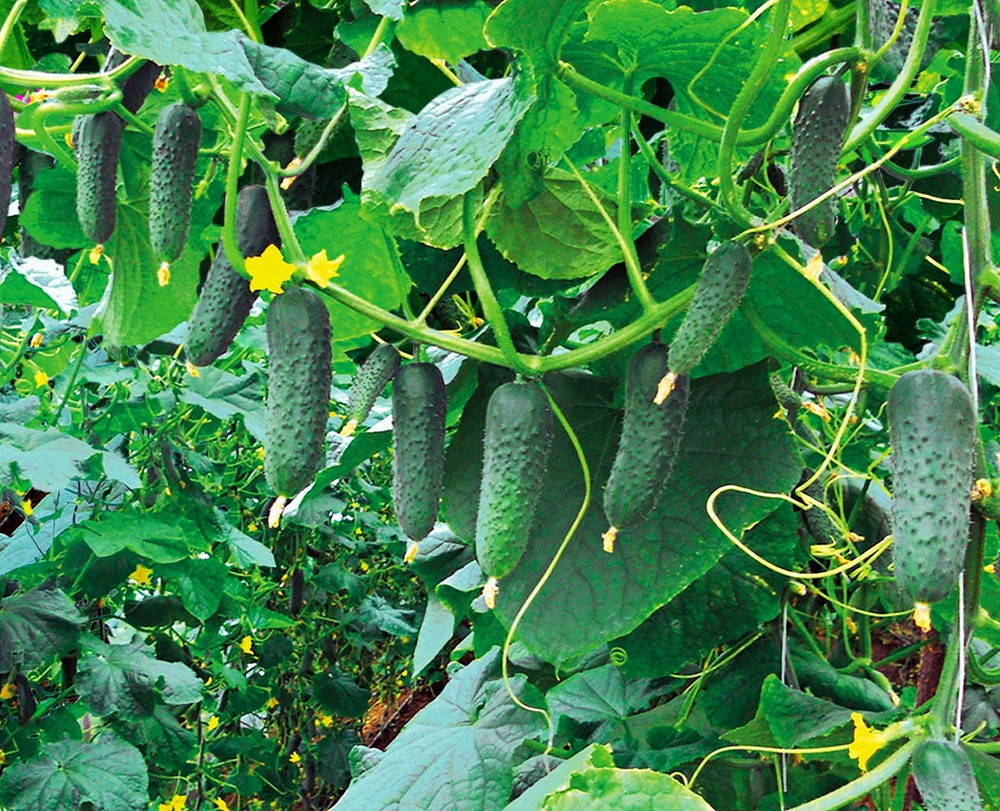 Огурец Гуннар F1 (50шт) Витагрин Профи