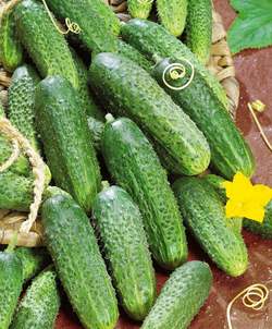Огурец Северин F1 (50шт) Витагрин Профи