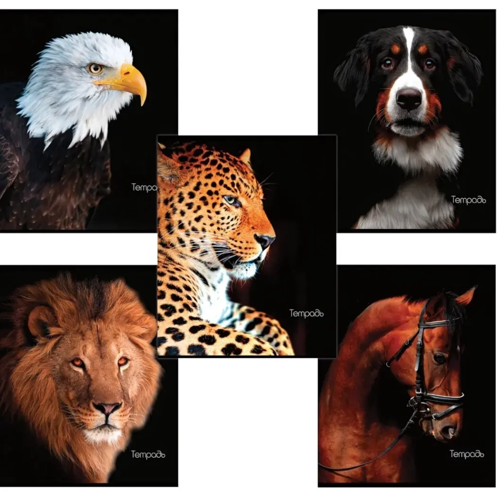 Тетрадь 48л. А5 клетка Brauberg «ЖИВОТНЫЕ» обложка картон ассорти (10/100)