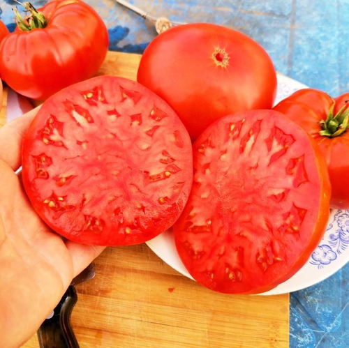 Помидоры Моя - Moya Tomatoes