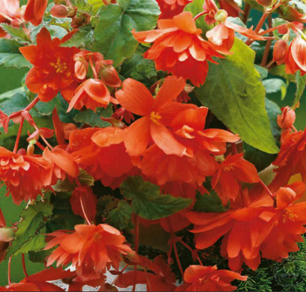 Бегония клубневая Пендула Оранж март-апрель 26
