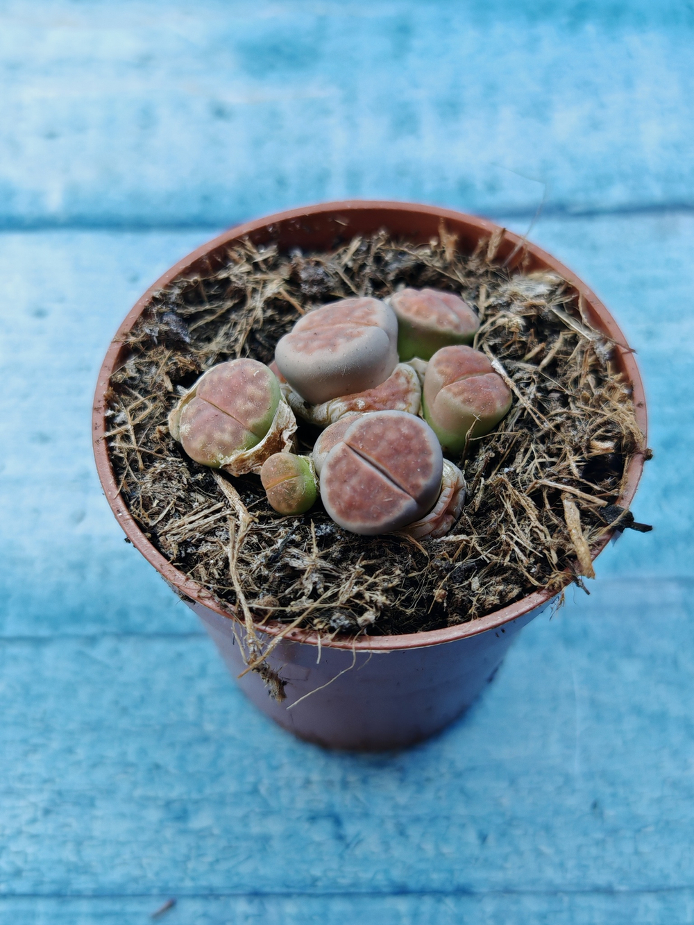 Lithops sp. (Литопсы)