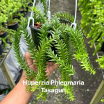 Хуперция H.PHLEGMARIA TASAGUN 5" (H97)