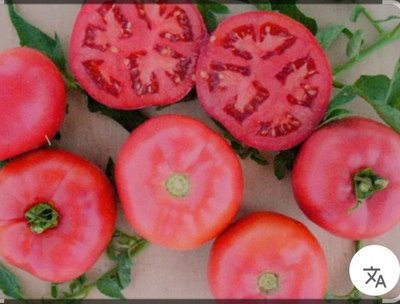 Томат розовый Пинк Стоун F1 - Pink Stone F1 1000 семян