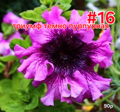 РАССАДА ПЕТУНИИ МАХРОВОЙ ТРИУМФ ТЕМНО ПУРПУРНАЯ № 16