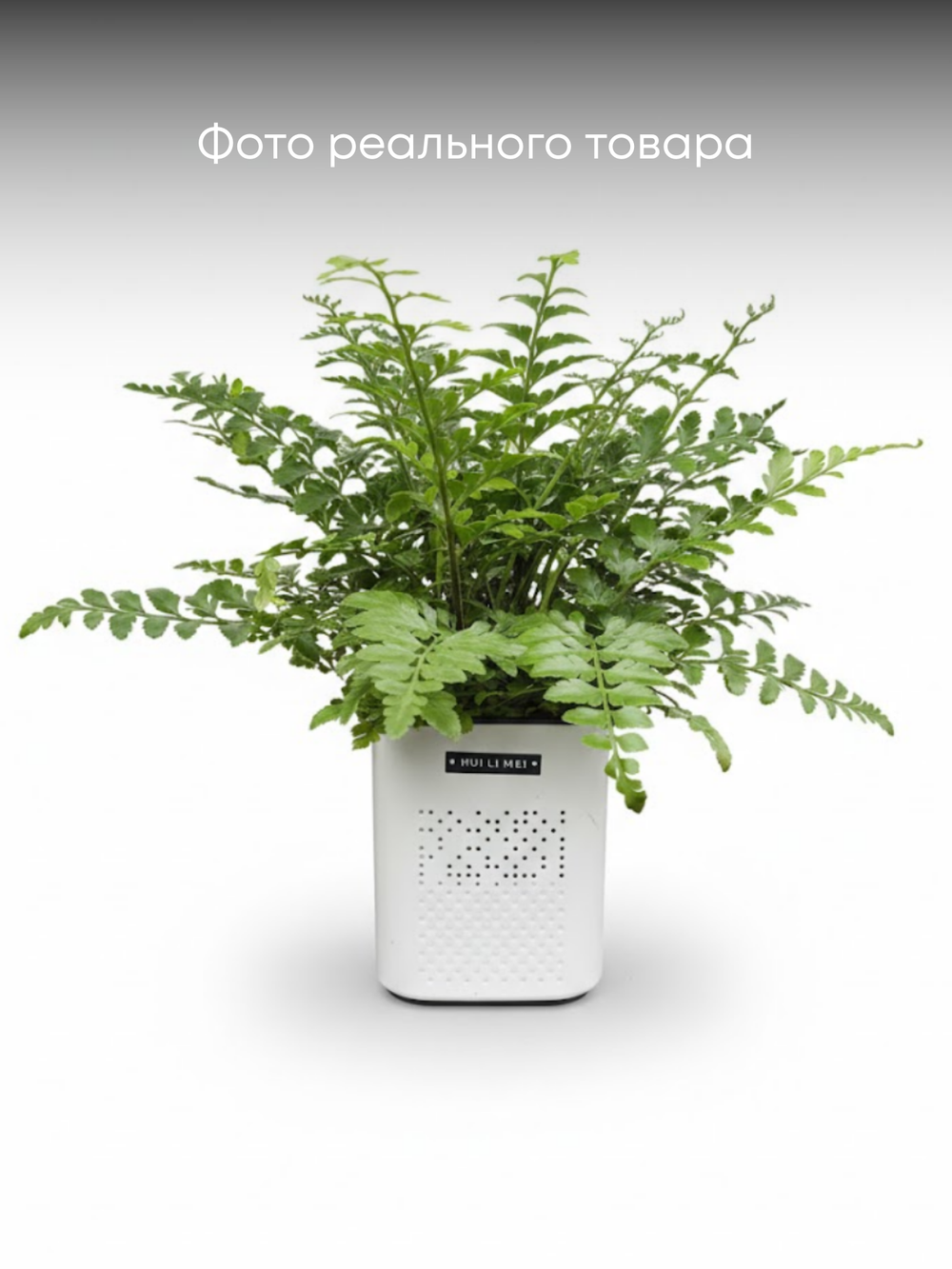 Папоротник Jim Fern горшок с автоп