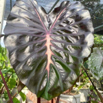 Колоказия LAKE HILLIER