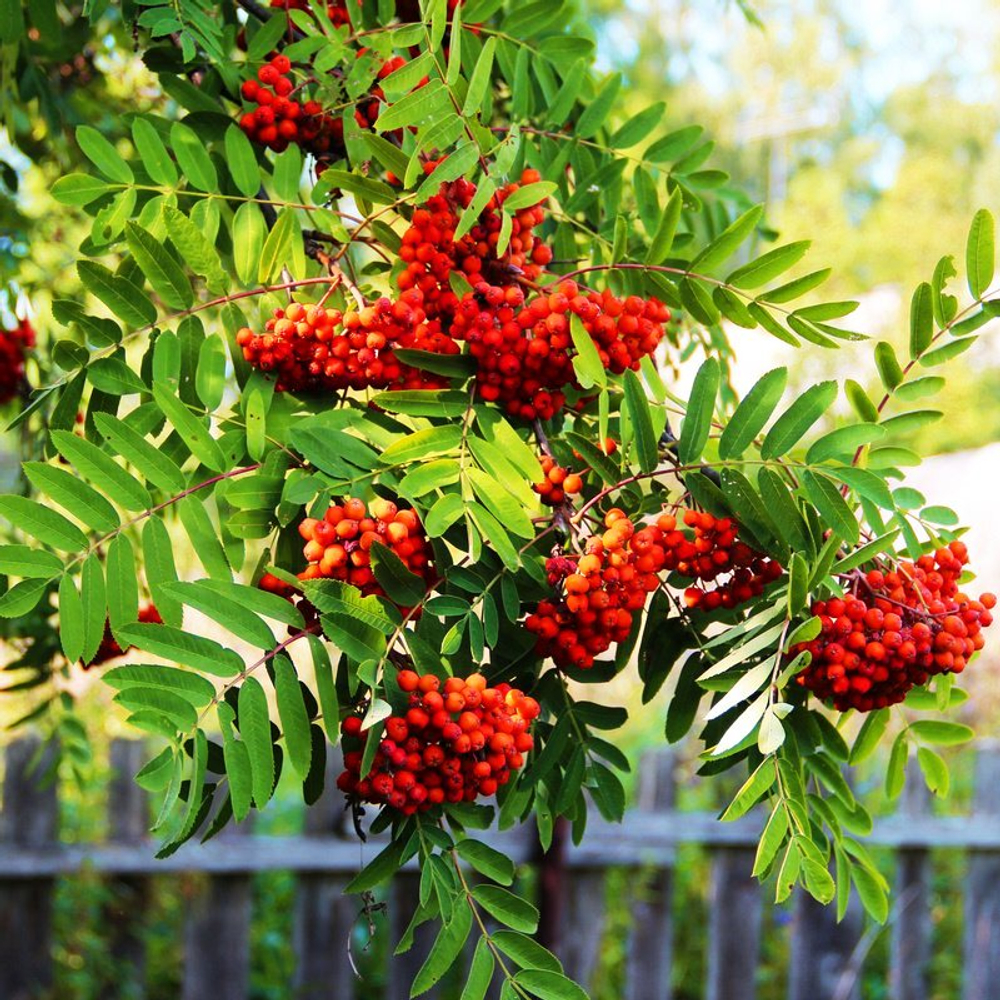 Рябина Вефед