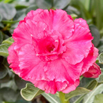 Адениум PINK RUNG RUEDEE