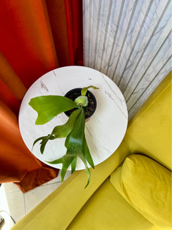 Платицериум Альцикорне, D8-11см Н25см, 1шт, Urban Jungle
