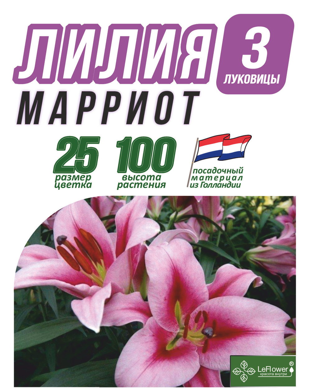 Лилия Луковица, Марриот, разбор 20/24, 3 шт