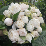 🌸♛ Фестива Максима (Festiva Maxima) — букет ароматных пионов — 8 марта у Феи