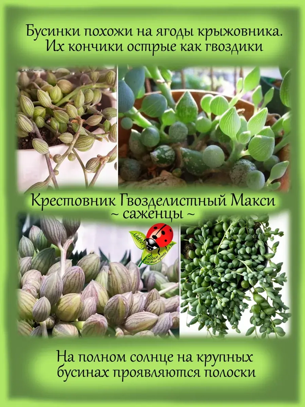 Крестовник Гвозделистный Макси