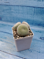Notocactus Haselbergii triple (Нотокактус)