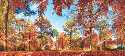 Баннер "Осень" арт. Б18-2