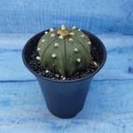 Astrophytum Asterias (Астрофитум)