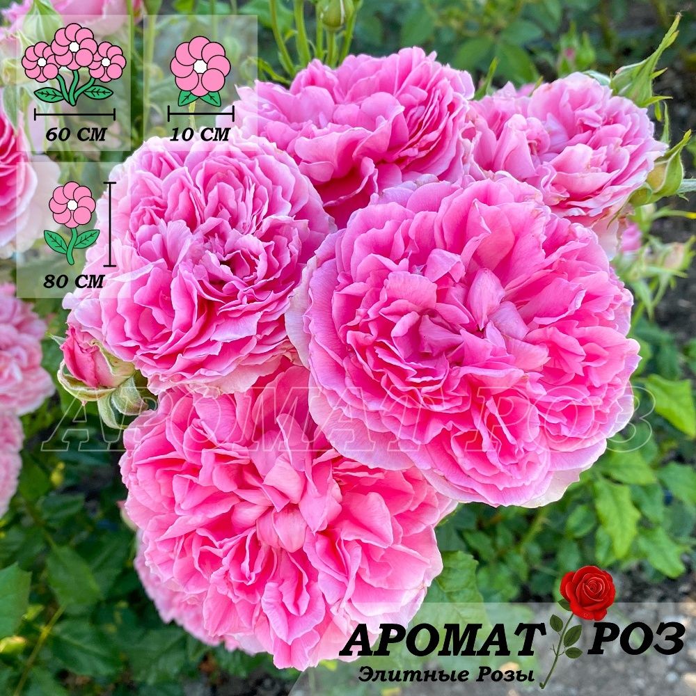 Принцесса Мейко (Princess Meiko)