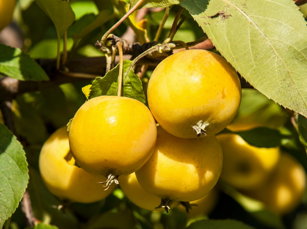 Саженец яблони «Янтарь» (Осенняя, Для прозрачного варенья)