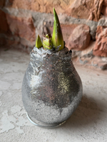 Амариллис луковица - цвет серебро