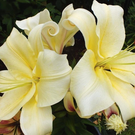 Лилия Биг Бразер (5 шт) Волжский Сад