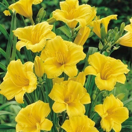 Лилейник Стелла де Оро