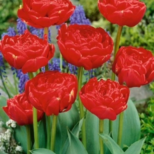 Тюльпан Махровый поздний Миранда Закупка М78 сентябрь 2026