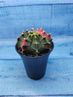 Gymnocalycium Variegata (Гимнокалициум Вариегатный)