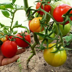 Помидоры – Смоленский