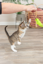 Игрушка для кошек "Насекомые", 11 см в наборе 3 шт, Trixie