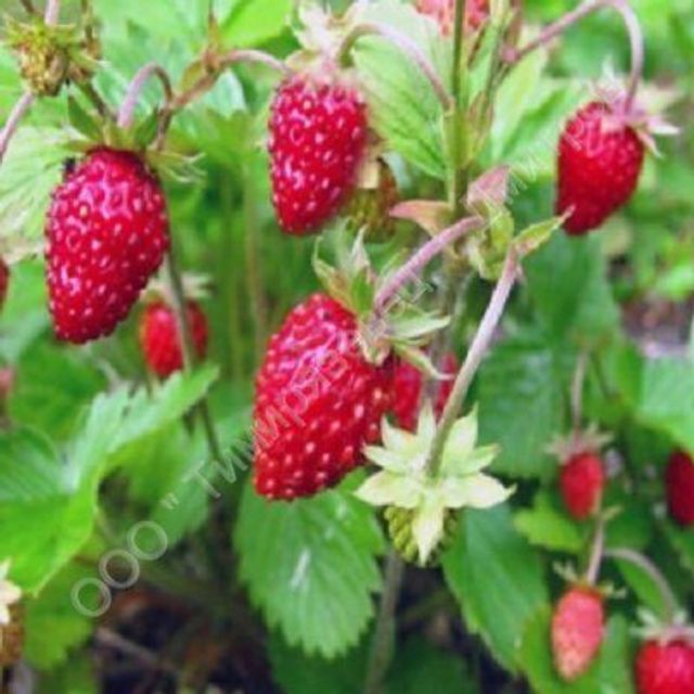 земляника мелкоплодная