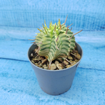 Euphorbia meloformis f. Variegated (Эуфорбия вариегатная)