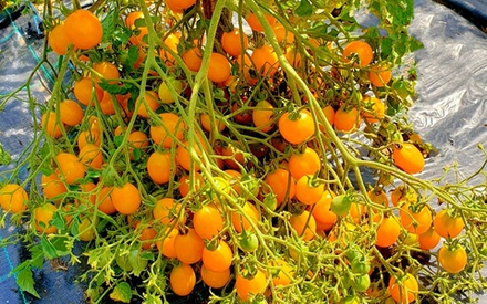 Томат Черри Ильди