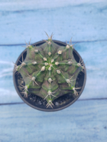 Gymnocalycium T-Rex Pink hybride (Гимнокалициум T-rex)